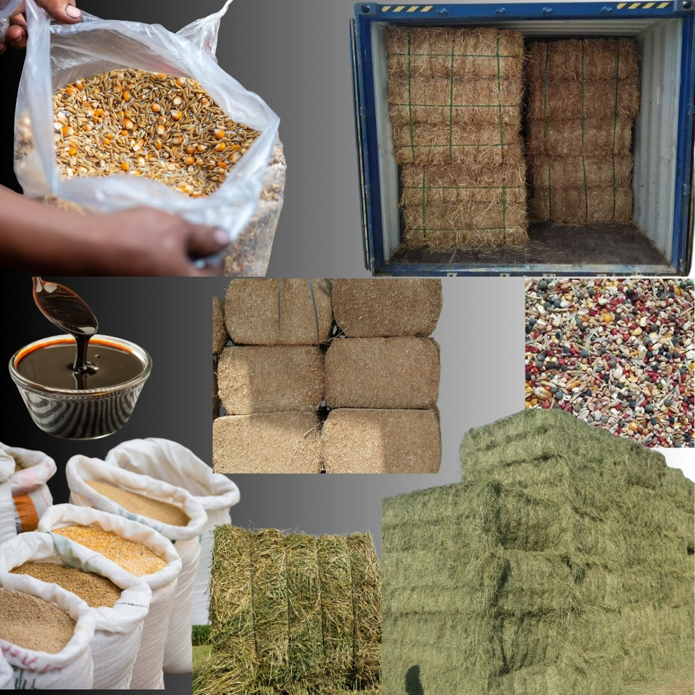 Animal Feed