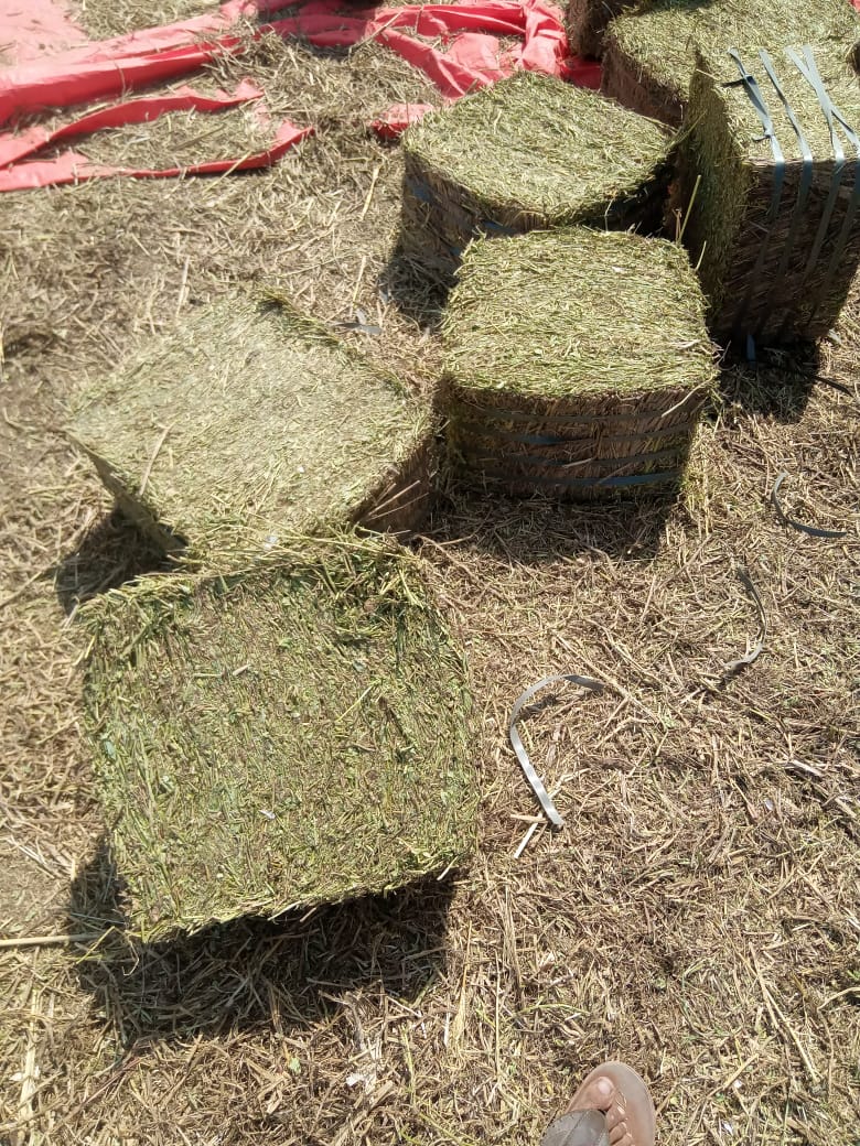 Peanut Hay
