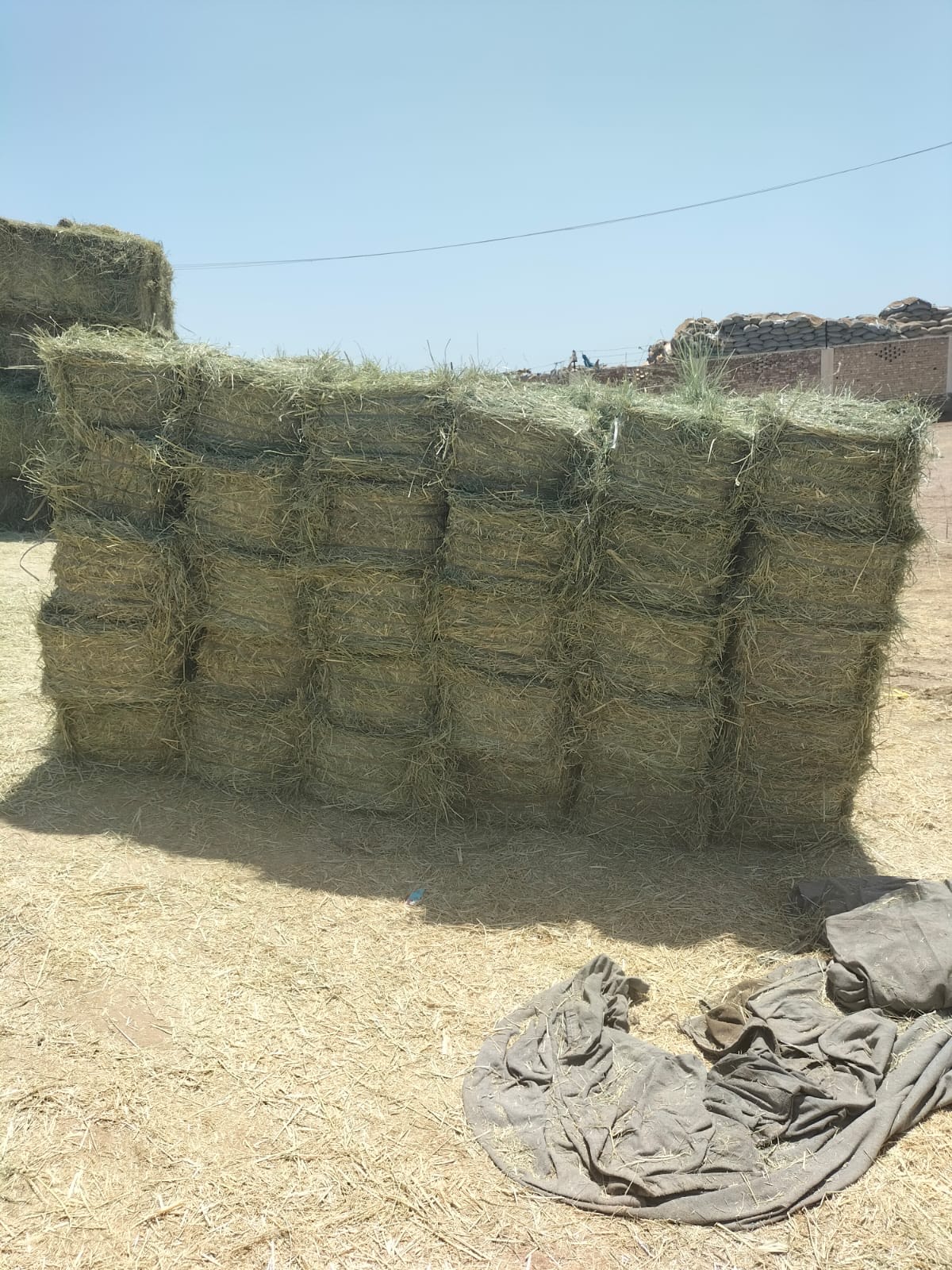 Rhodes Grass